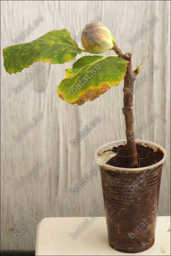 Полосатый инжир