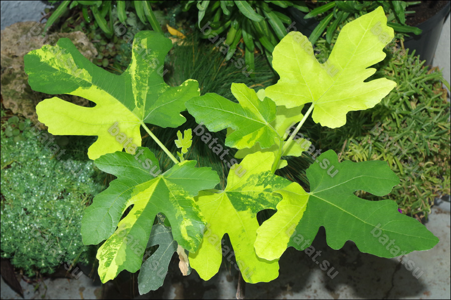 Jolly Tiger, молодое растение.