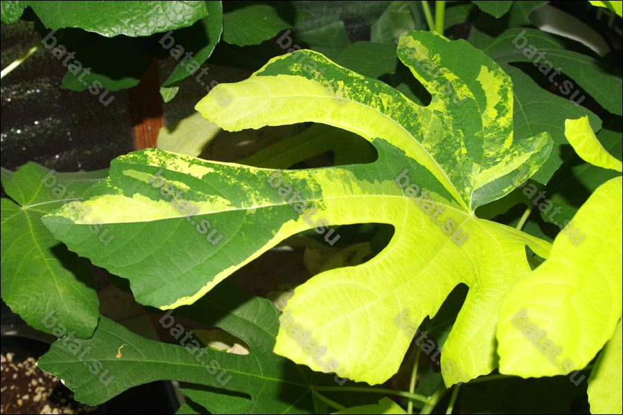 Kits Tiger Thailand, лист.