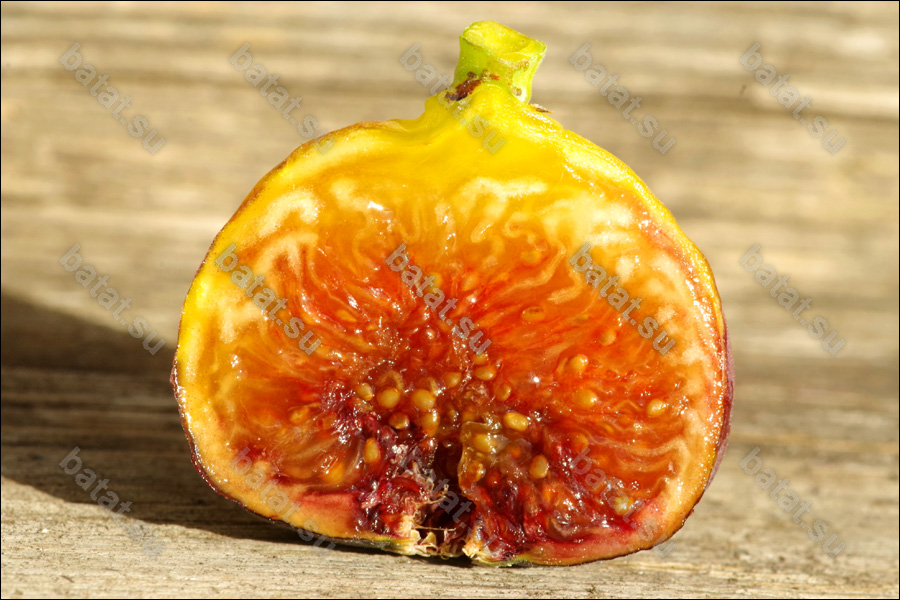 Martinenca Rimada, плод в разрезе.