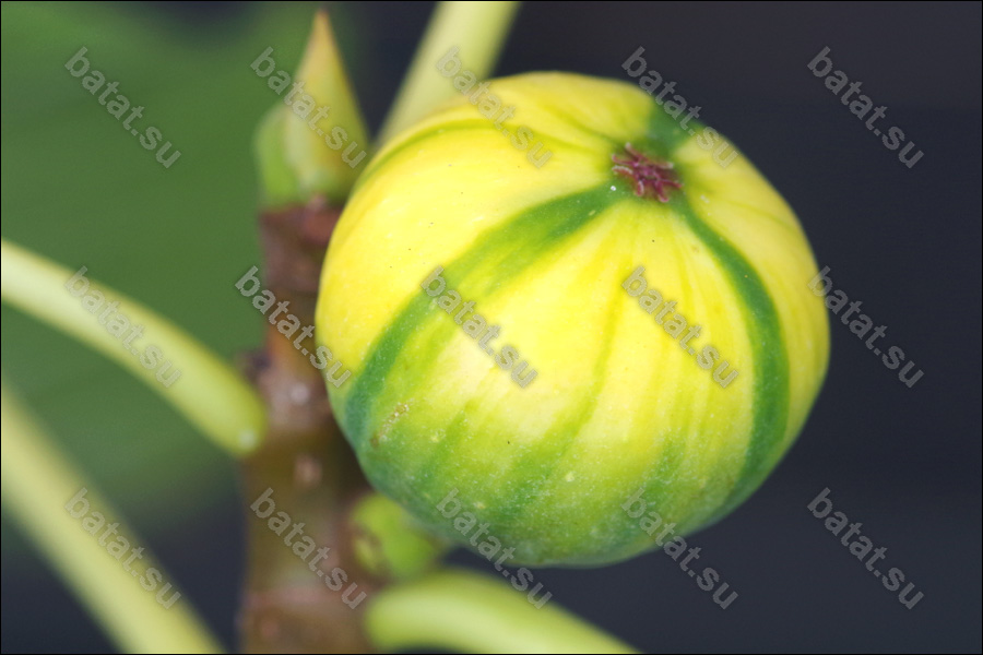 Martinenca Rimada, плод на ветке.