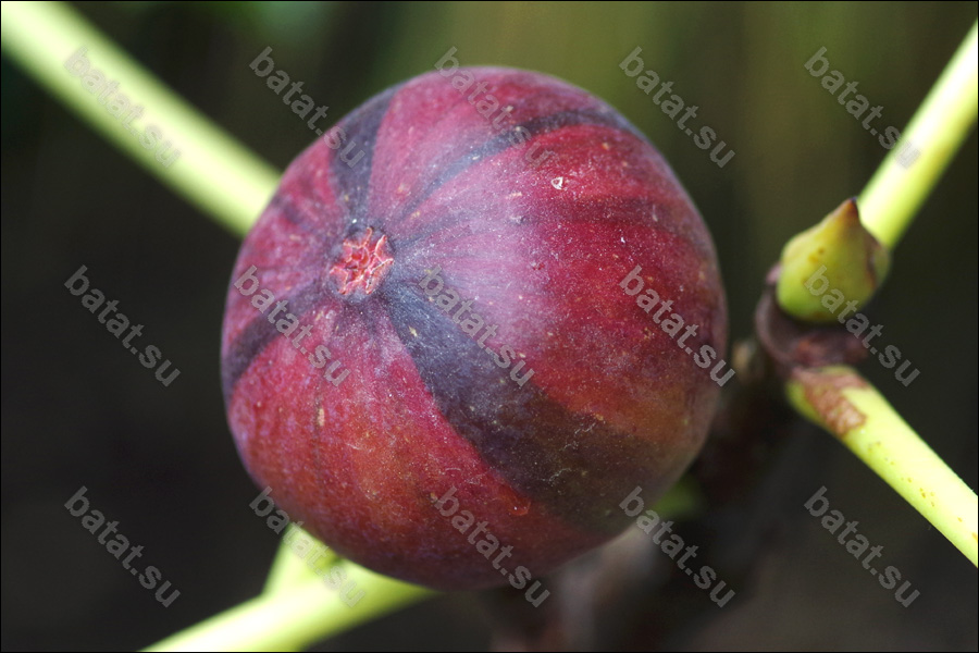 Martinenca Rimada, плод.