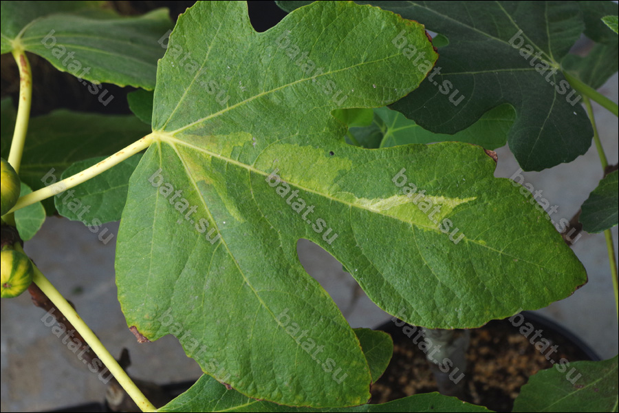 Martinenca Rimada, лист с вариегатностью.