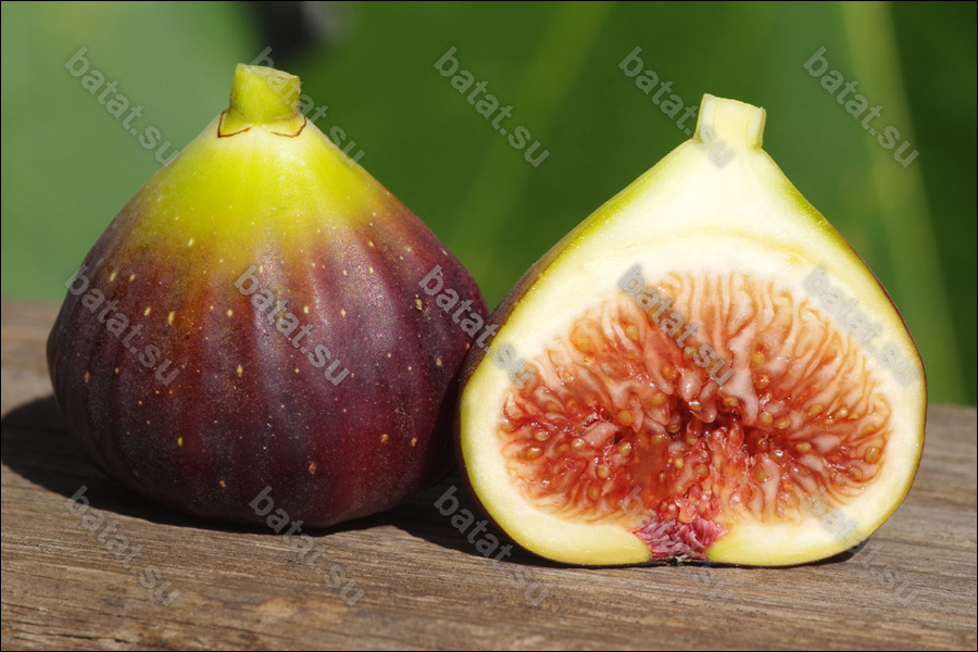 Martinenca Rimada, плод в разрезе.