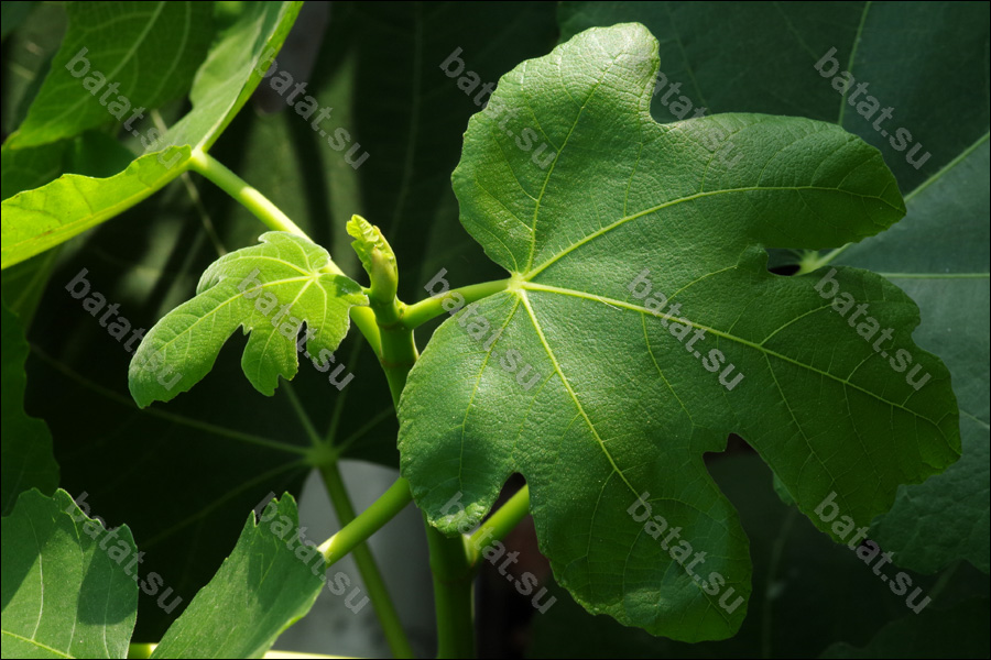 Masui Dauphine, листья.