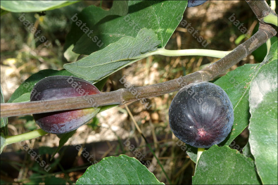 Mission, плоды на дереве.