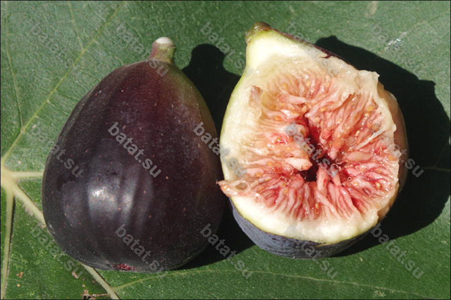 Mission, плод в разрезе.