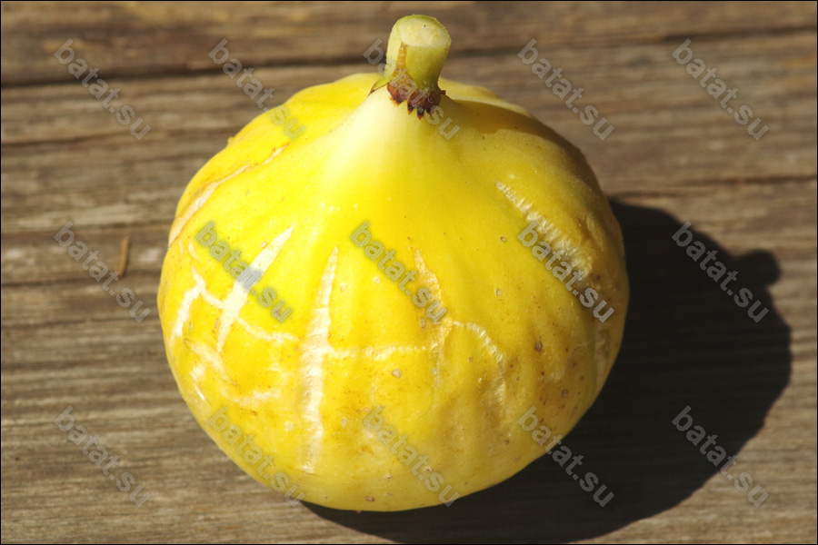 Panache, зрелый плод.