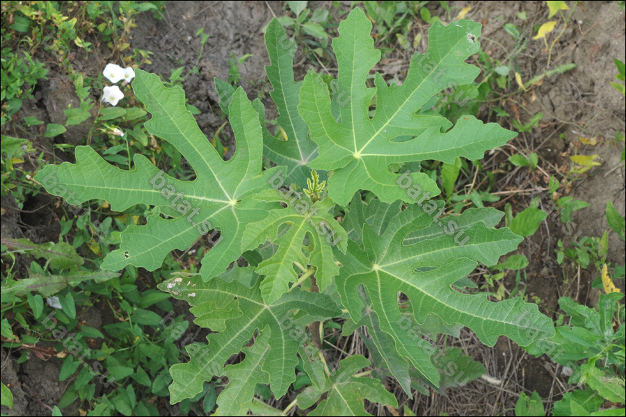 Randino, листья.