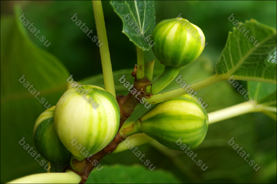 Rigato del Salento, незрелые плоды.