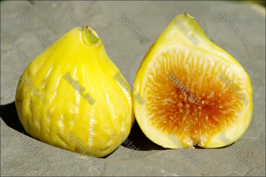 Rigato del Salento, плод в разрезе.