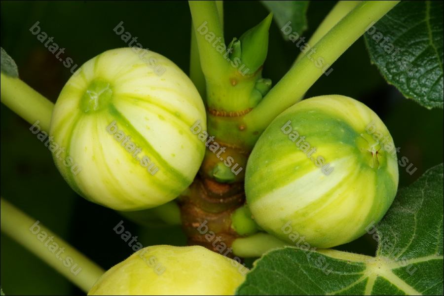 Rigato del Salento, листья.