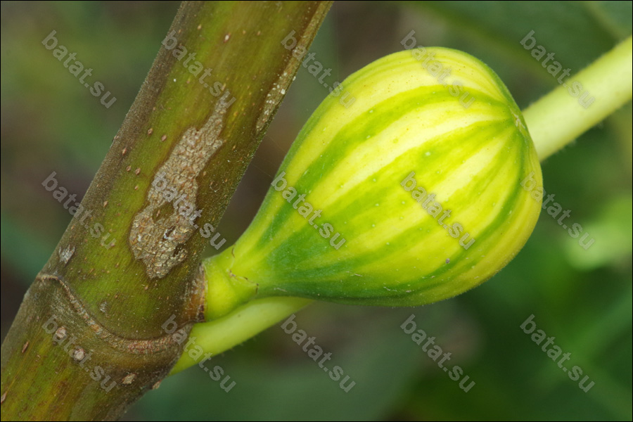 Rigato del Salento, незрелый плод.