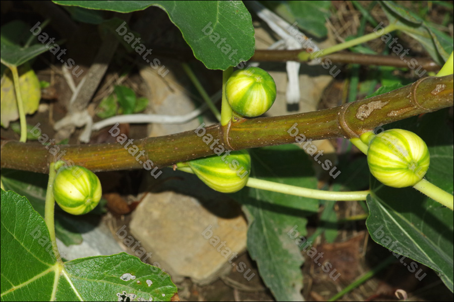 Rigato del Salento, ветка с плодами.