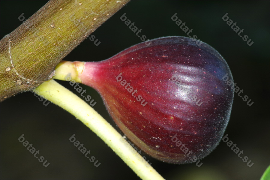 Ronde de Bordeaux, созревающий плод.