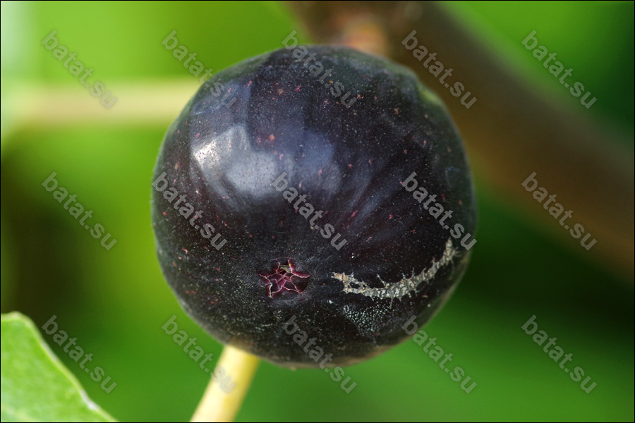 Ronde de Bordeaux, плод на ветке.