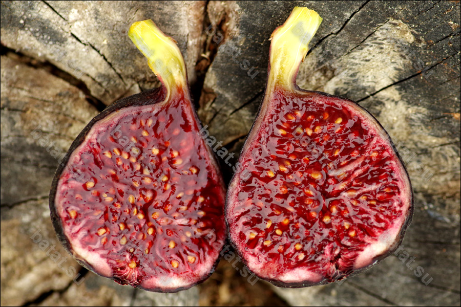 Ronde de Bordeaux, плод в разрезе.