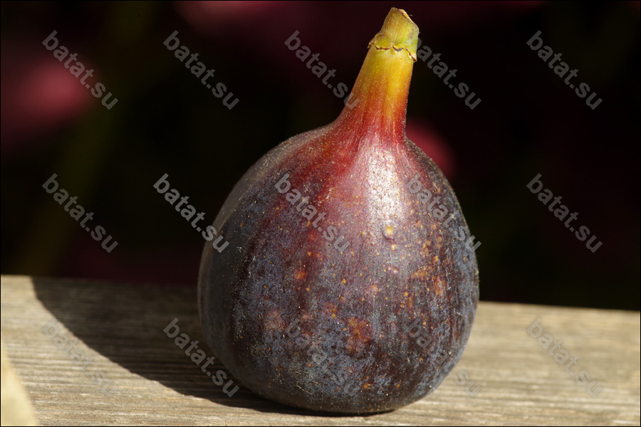 Ronde de Bordeaux, плод.