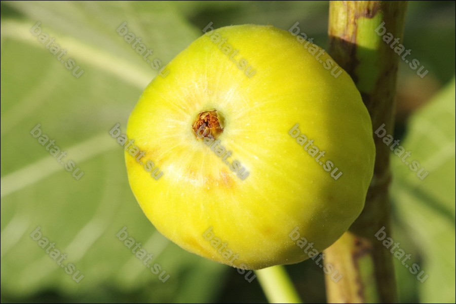 Vartika, плод на ветви.