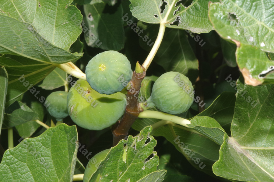 Verte, плоды на дереве.