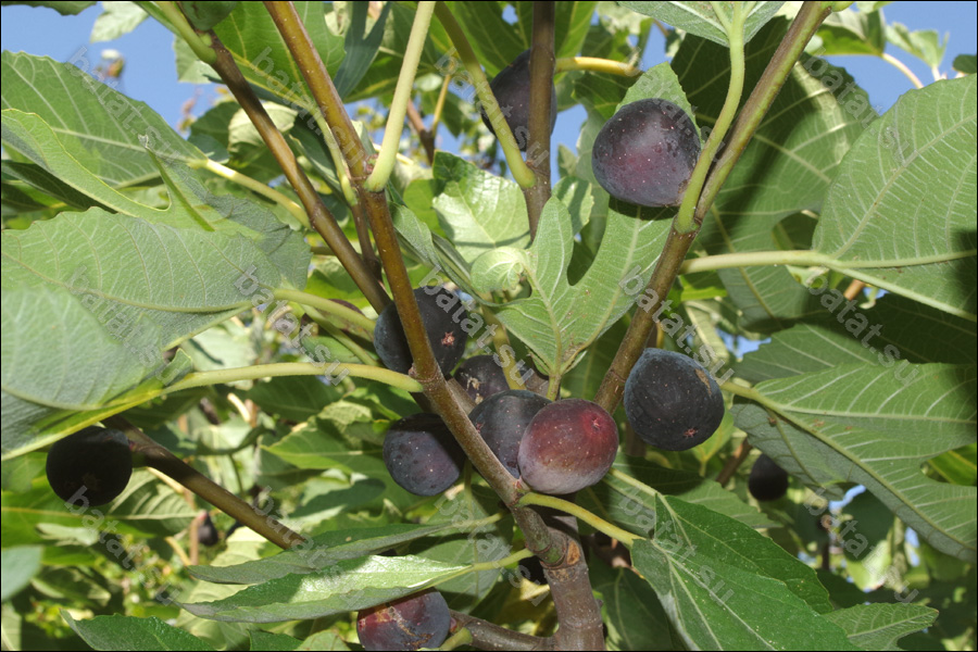 Violette de Bordeau, плоды на дереве.