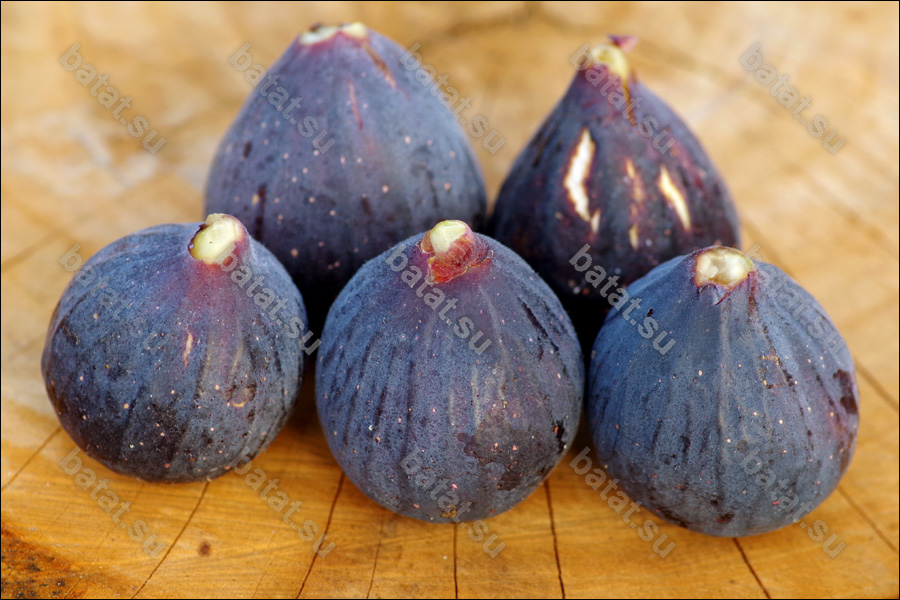 Violette de Bordeau, плоды.