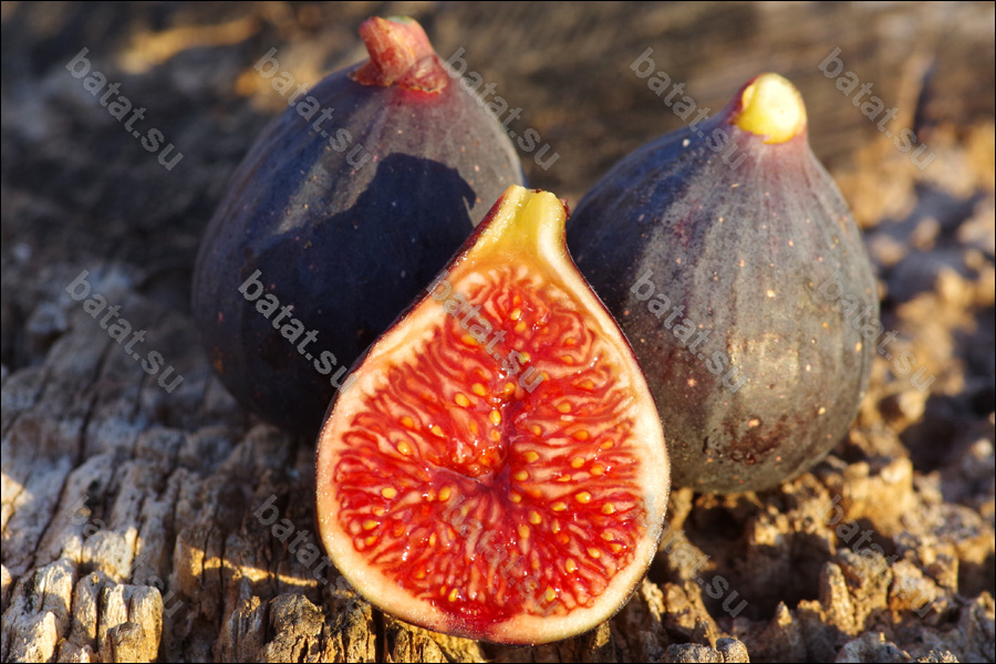 Violette de Bordeau, плоды.