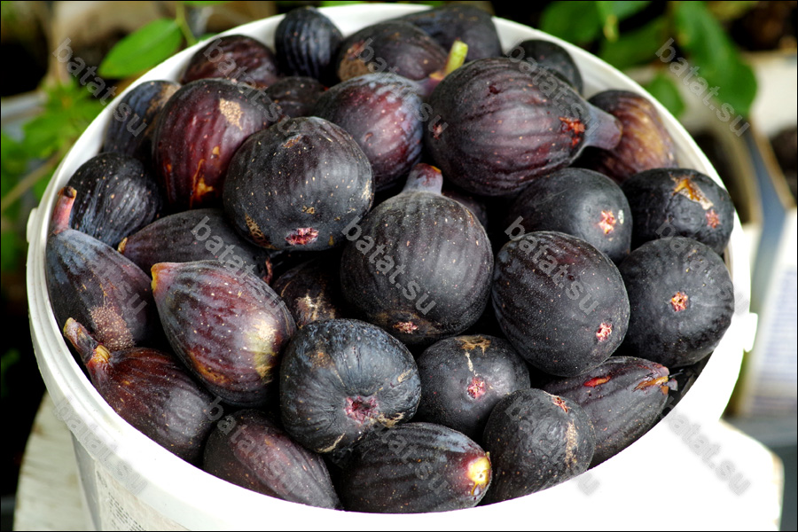 Violette de Bordeau, плоды.