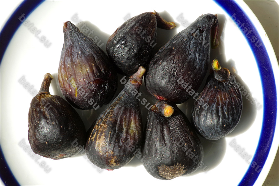 Violette de Bordeau, подвялившиеся плоды.