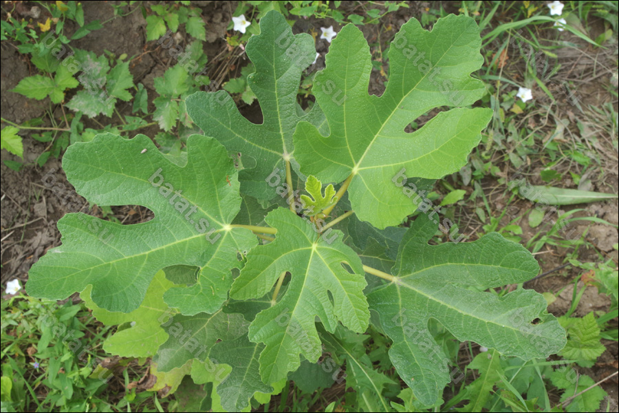 Bourjassotte Grise, листья.