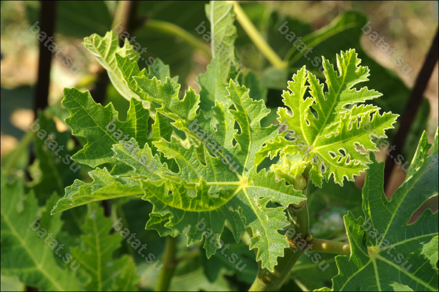 Zard Afgani, молодые листья.