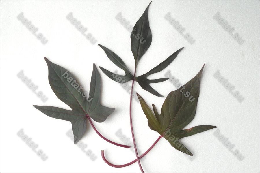 Декоративная ипомея батат