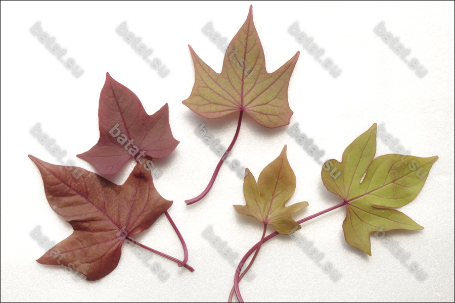 Декоративная ипомея батат