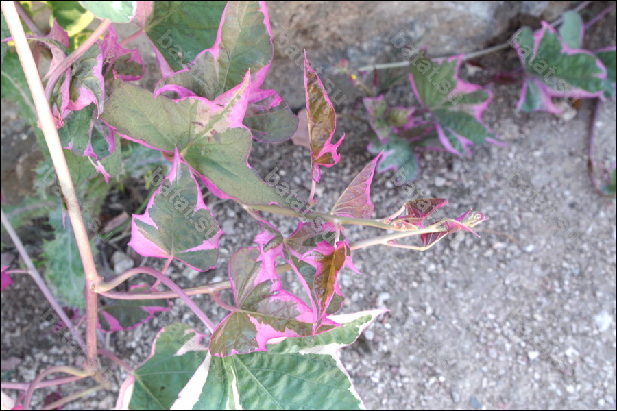 Декоративная ипомея батат