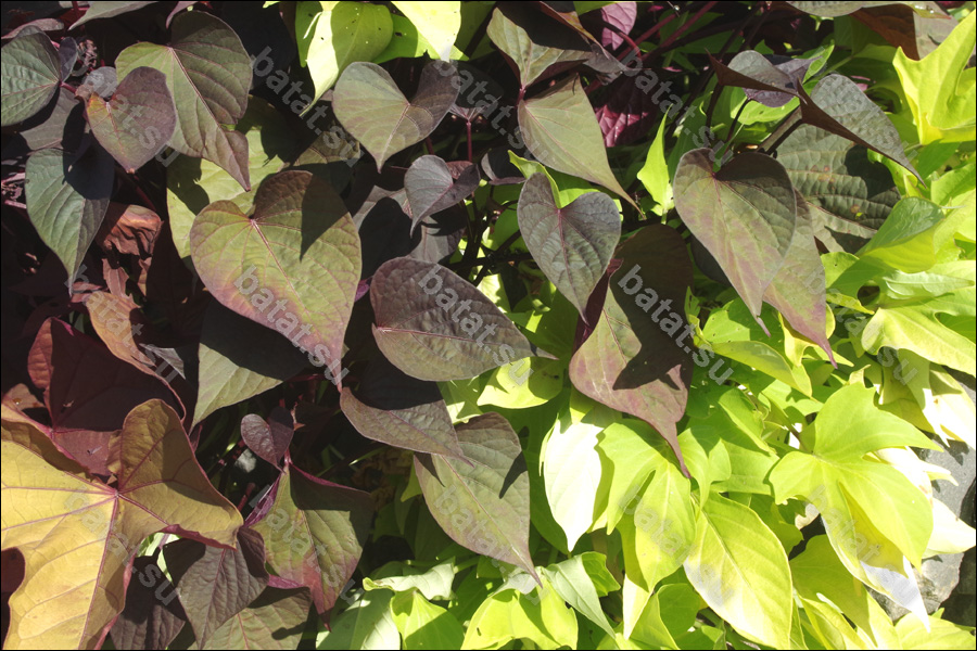 Декоративная ипомея батат