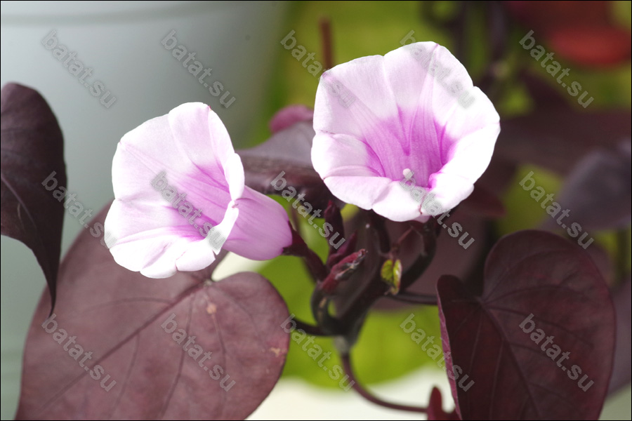 Декоративная ипомея батат