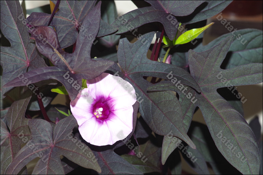 Декоративная ипомея батат