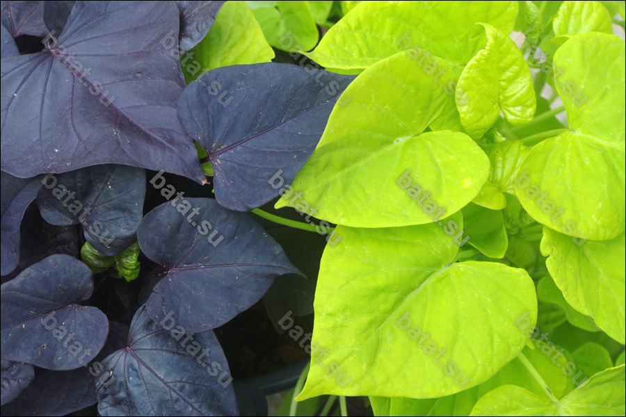 Декоративная ипомея батат