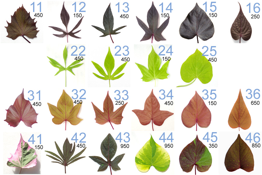 Декоративная ипомея батат