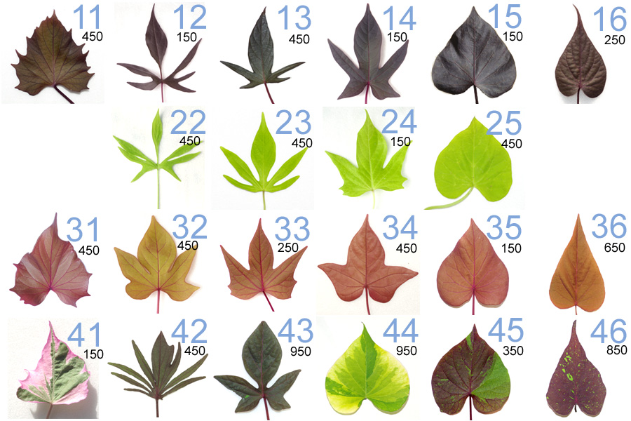 Декоративная ипомея батат