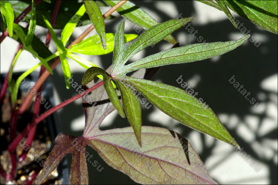 Декоративная ипомея батат