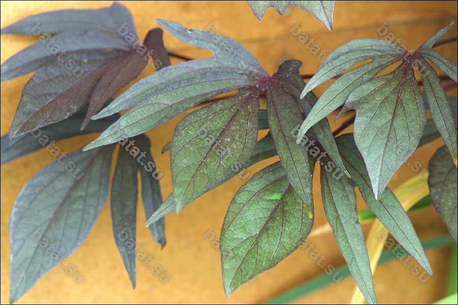 Декоративная ипомея батат