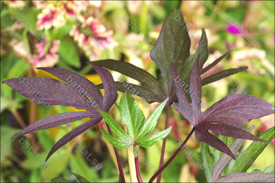 Декоративная ипомея батат