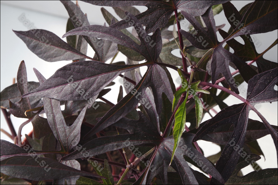 Декоративная ипомея батат