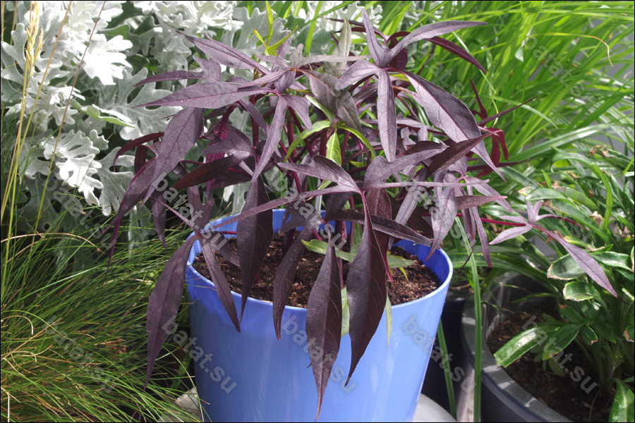 Декоративная ипомея батат