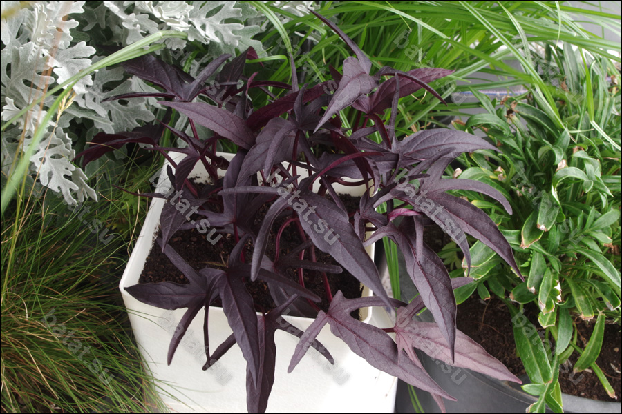 Декоративная ипомея батат