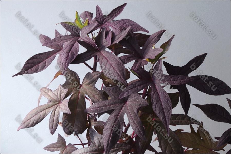 Декоративная ипомея батат