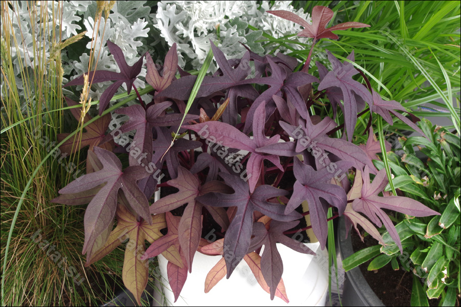 Декоративная ипомея батат