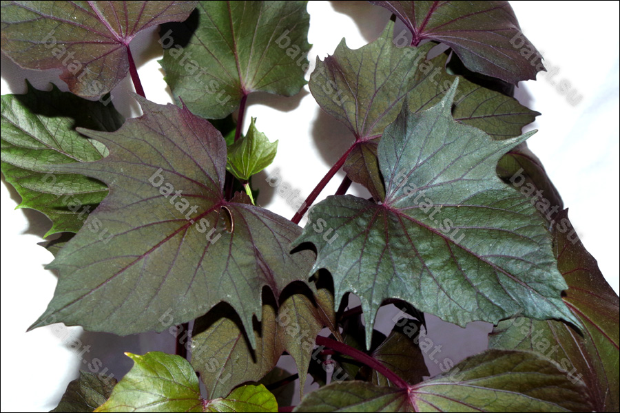 Декоративная ипомея батат