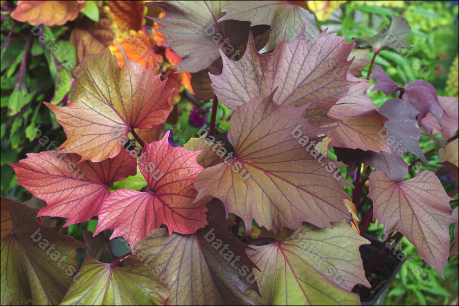 Декоративная ипомея батат